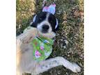 Adopt Rio - Pyr Mix New to Rescue - Young - Pending a Great Pyrenees