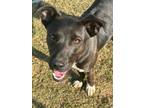 Adopt Lincoln a Labrador Retriever, Terrier