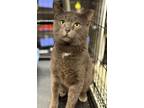 Adopt Sesame a Domestic Short Hair, Russian Blue