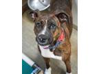 Adopt Roadie a Boxer, Mixed Breed