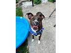 Adopt Roadie ~ SPONSORED a Boxer, Mixed Breed