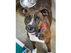 Adopt Roadie ~ SPONSORED a Boxer, Mixed Breed