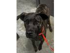 Adopt Teddy a Mountain Cur, Mixed Breed