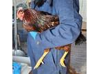 Adopt TROUBLE a Chicken