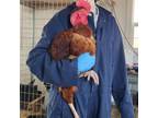 Adopt DIG DUG a Chicken