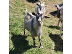 Adopt FLOYD a Goat