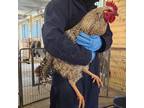 Adopt CANDYLAND a Chicken