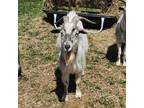 Adopt ERNIE a Goat