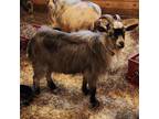 Adopt CARLOS a Goat
