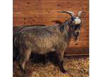 Adopt GARY a Goat