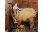 Adopt DANE a Goat