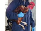 Adopt FOOSBALL a Chicken