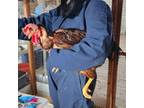 Adopt CHARADES a Chicken