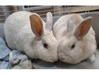 Adopt Eli a New Zealand, Bunny Rabbit