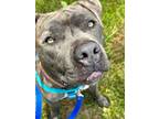 Adopt Henry a Pit Bull Terrier