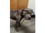 Adopt Henry a Pit Bull Terrier