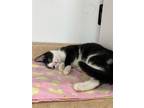 Adopt Lava Cake a Domestic Short Hair