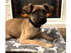 Adopt Rambo a German Shepherd Dog