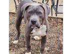 Adopt Bubba a American Bully