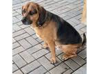 Adopt Luke a Beagle