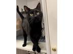 Adopt Cayenne a Domestic Short Hair