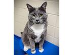 Adopt OLIVER a Domestic Short Hair