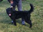 Adopt Jasper a Standard Poodle, Giant Schnauzer