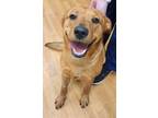 Adopt Fredrickson Roberts a Labrador Retriever, German Shepherd Dog