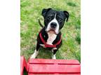 Adopt MOOSE a Boxer