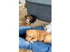 Adopt Buddy a Beagle, Yellow Labrador Retriever