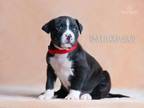 Adopt Snuffleupagus a American Staffordshire Terrier