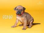 Adopt Ernie a American Staffordshire Terrier