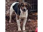 Adopt Daffy a Beagle