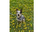 Adopt Nash a Australian Cattle Dog / Blue Heeler