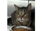 Adopt Prescott a Domestic Short Hair