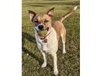 Adopt Solo a Jack Russell Terrier