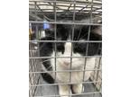 Adopt MAX a Domestic Short Hair