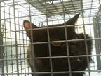 Adopt RISKA a Domestic Short Hair