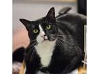 Adopt Georgie a Domestic Short Hair