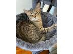 Adopt Arlo a Domestic Short Hair