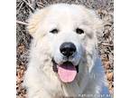 Adopt Yeti in KY - Loves Belly Rubs! a Great Pyrenees