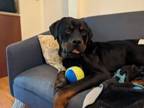 Adopt Frankie the young Rottie a Rottweiler