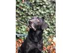 Adopt SMOKEY wants a best friend a Black Labrador Retriever
