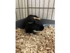 Adopt Lucky-Bonded to Rocky a Guinea Pig
