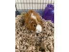 Adopt Almond a Guinea Pig