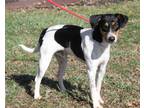 Adopt Cupid a Jack Russell Terrier, Fox Terrier