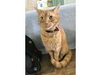 Adopt Mason a Domestic Short Hair