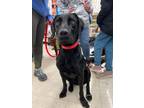 Adopt North a Black Labrador Retriever