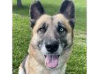 Adopt Alec a German Shepherd Dog, Husky