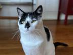 Adopt Itsumi a Domestic Short Hair